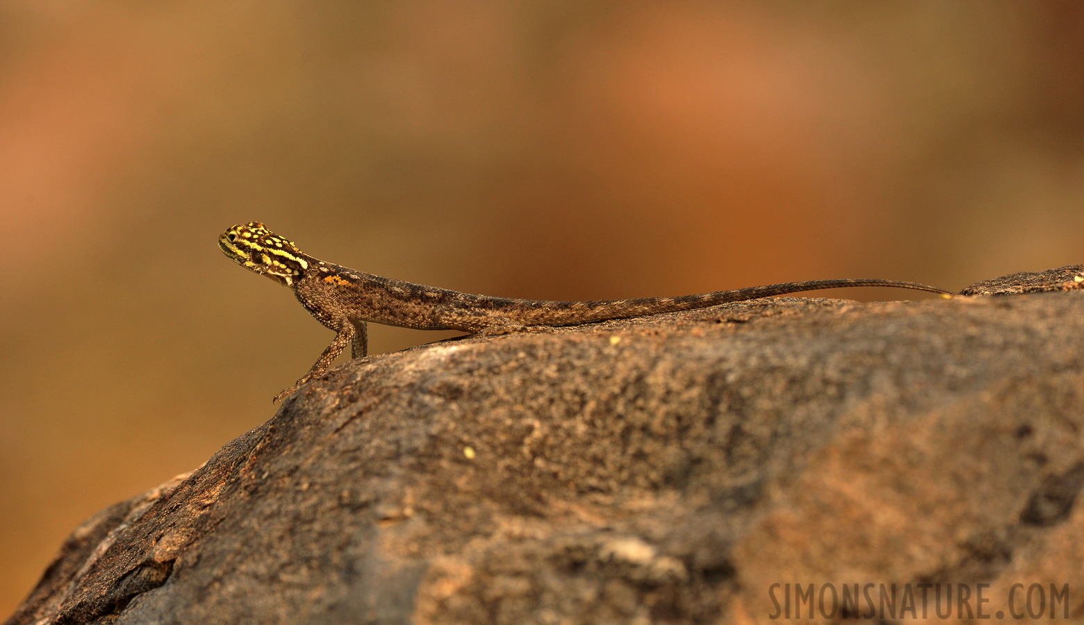 Agama planiceps [400 mm, 1/320 sec at f / 8.0, ISO 1600]